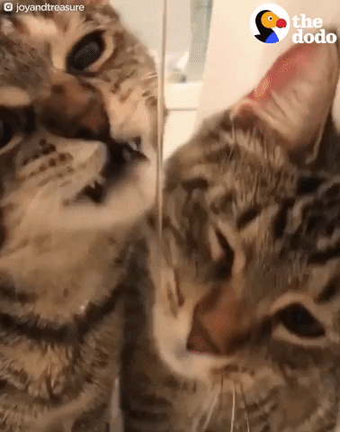 cats kittens GIF by The Dodo