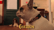 bangersaustin dog tired sleepy bored GIF