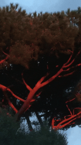 Simongip giphyupload GIF