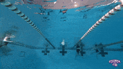 Swim Swimming GIF by Columbia College