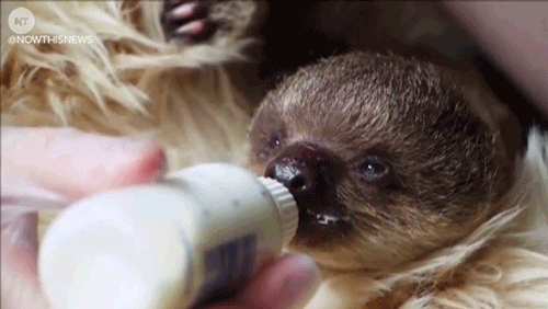 London Teddy GIF by NowThis