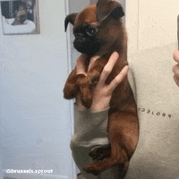 Dog Say What GIF