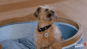 Rebel Wilson Dog GIF by Channel 7