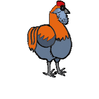 Rooster Araucana Sticker