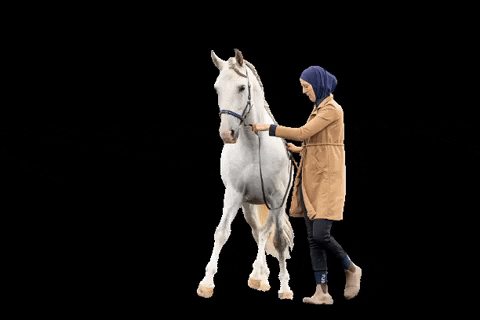 snuitable giphygifmaker horse dressage horsetraining GIF