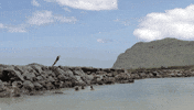 viceland GIF by RISE