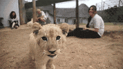 lion GIF