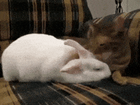 cat friend loving GIF
