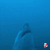 Water Swimming GIF by Shark Week
