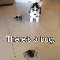 dog spider GIF