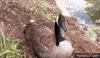 goose GIF