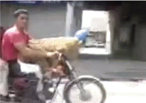 Dog Wtf GIF