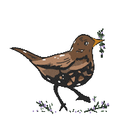 Bird Sticker by DilleKamille