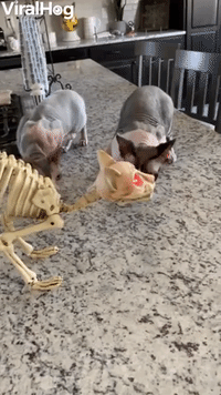 Hairless Cats Playing with a Skinless Cat Toy