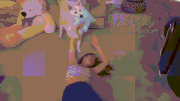 boi GIF