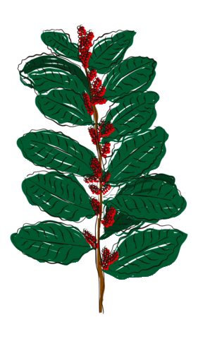 yerbaverdeflor giphyupload flower flowers argentina Sticker