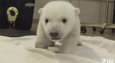 bear cub GIF