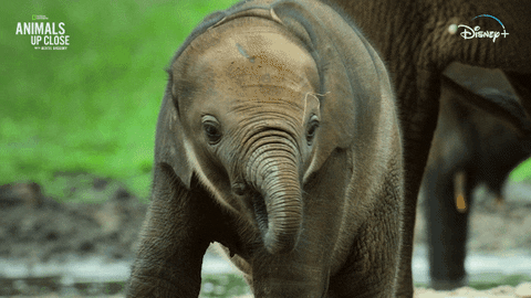 Nat Geo Adventure GIF by National Geographic Channel
