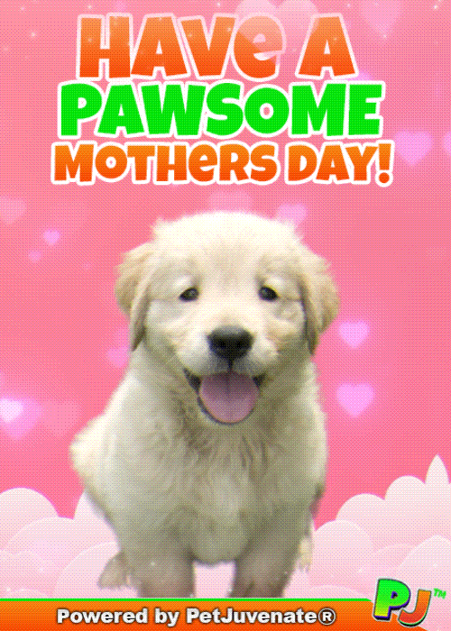 Mothers Day Taylor GIF by PetJuvenate - PJ