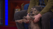 stephen colbert riley GIF by The Late Show With Stephen Colbert