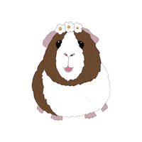 anni-sophie flowerpower guineapig cavy meerschweinchen Sticker