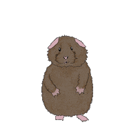 anni-sophie love guineapig cavy meerschweinchen Sticker
