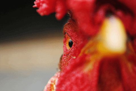 Chicken Rooster GIF by Mercy For Animals