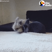 bunny rabbit GIF by The Dodo
