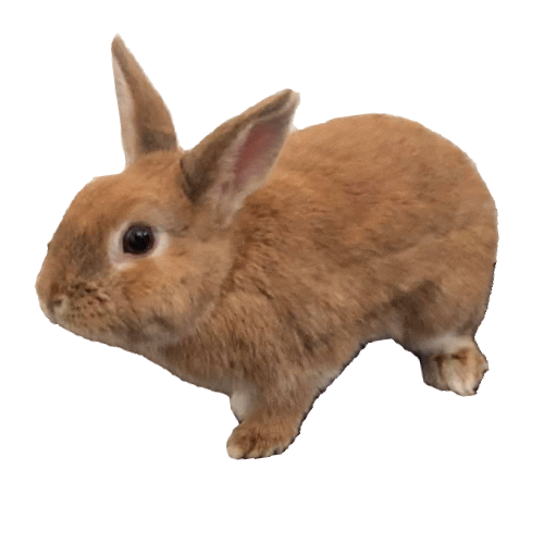betterlifeforbunnies new post bunny rabbit cookie Sticker