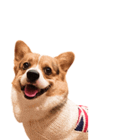 Corgi Polish Sticker