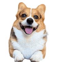 German Corgi Sticker