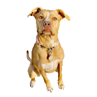 Mixed Breed Dog Sticker by Two Tibetans Digital