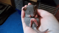 Sleepy Pet Rat Dozes Comfortably in Owner's Hand