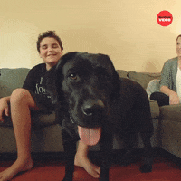Dogs Puppy GIF by BuzzFeed
