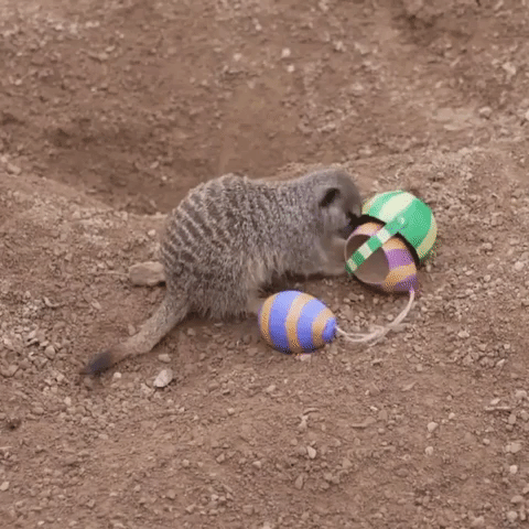 Meerkats Dig Into Easter-Themed Snack