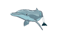 Winter Dolphin Sticker by Clearwater Marine Aquarium