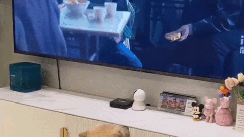 cuteanimalland giphyupload GIF