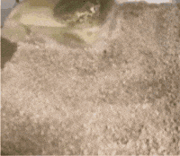 Frog GIF