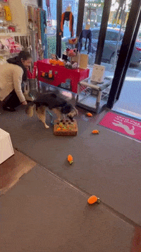 Dog Toys GIF by SchoolForTheDogs