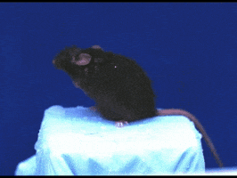 shaking slow motion GIF by HuffPost