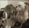 bam GIF