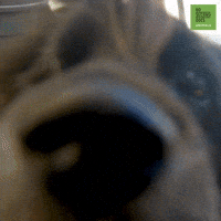 Dog Puppy GIF by 60 Second Docs