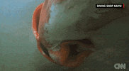 sea creature news GIF