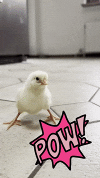 Angry Chicken GIF