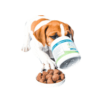 Dogs Puppy Sticker by Taylor Starcher