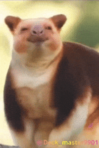 Tree Kangaroo Kangaroos GIF