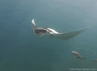 Marine Biology Ocean GIF