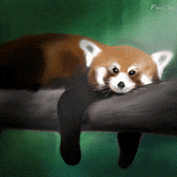 Sleepy Red Panda GIF
