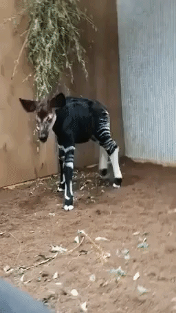 Hello World! Adorable Okapi Calf Born at London Zoo