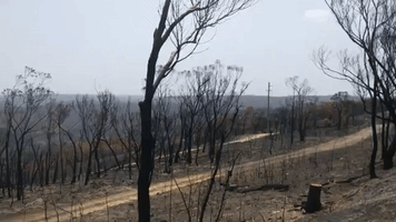 Bushland in New South Wales Blue Mountains Left Desolate After Fires